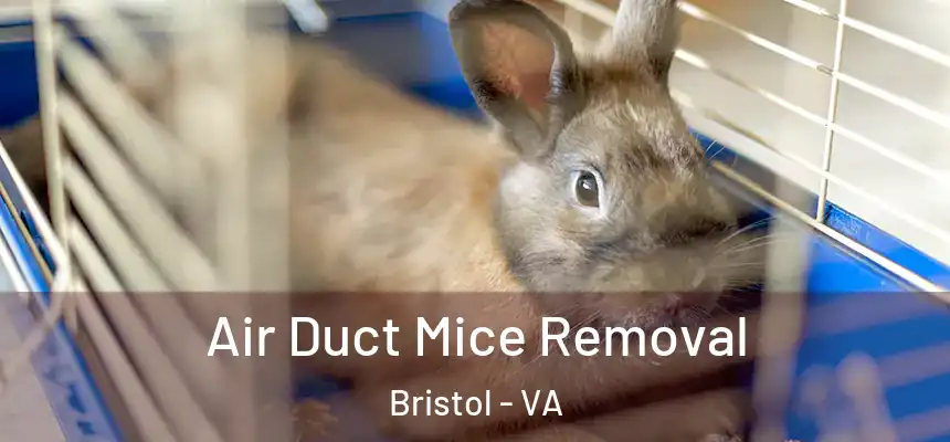  Air Duct Mice Removal Bristol - VA